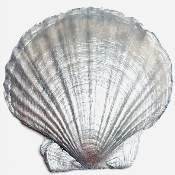 Handcrafted Scallop Shell Ring Dish Mini With Pandora Decoupage Design - Picture 5 of 5